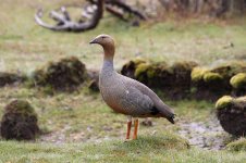 Ruddy-headed Goose ch 1.jpg