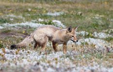 South American Grey Fox ch 3.jpg