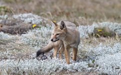 South American Grey Fox ch 5.jpg