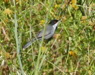 P1480833.jpeg  Sardinian Warbler 1..jpg