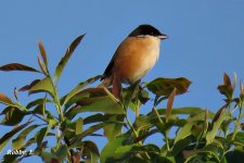 Long-tailed Shrike.JPG