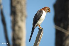 White-rumped Falconet.JPG