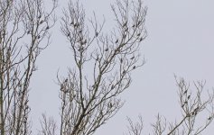 Waxwing Bombycilla garrulus Gillow Heath  Staffordshire 060217 04LQ.jpg