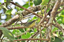 Possible Grey-cheeked Warbler.JPG