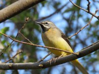 grey wagtail 2.JPG