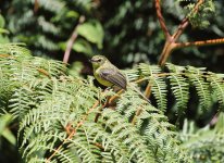 Yellow-Tyranulet.jpg