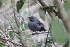 Slender-Antbird.jpg