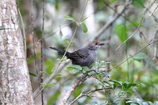 Slender-Antbird2.jpg