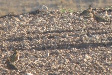 11+Pin-tailed+Sandgrouse+SC.JPG