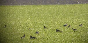 12+Black-bellied+Sandgrouse+SC.JPG