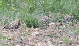 8+Pin-tailed+Sandgrouse+Paulus.jpg