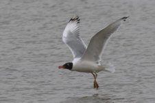 Great Black-headed Gull (01) - Copy.jpg