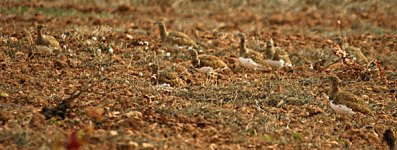 14+Little+Bustard+turkentine.jpg