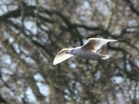 Iceland Gull 4062.jpg