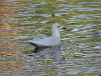 Iceland Gull 4007.jpg