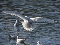 Iceland Gull 4001.jpg