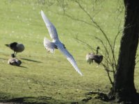 Iceland Gull 4069.jpg