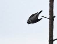 Hawk Owl_Njaskogen_170317d.jpg