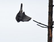 Hawk Owl_Njaskogen_170317e.jpg