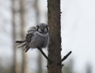 Hawk Owl_Njaskogen_170317f.jpg