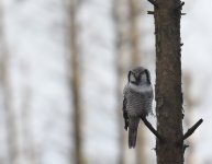 Hawk Owl_Njaskogen_170317g.jpg