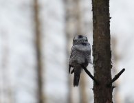 Hawk Owl_Njaskogen_170317h.jpg