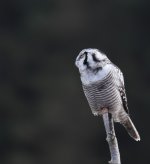 Hawk Owl_Njaskogen_170317m.jpg