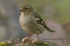 vink met gezwollen voeten.jpg