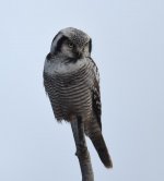 Hawk Owl_Njaskogen_170317t.jpg