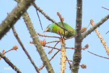 Blue-throated barbet.JPG