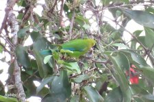 Blue-winged Leafbird.JPG