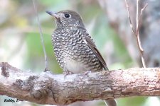 White's Thrush.JPG