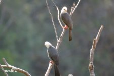 white-headed Bulbul.JPG