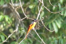 Scarlet Minivet. f.JPG