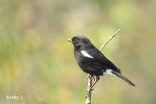 Pied bushchat.JPG