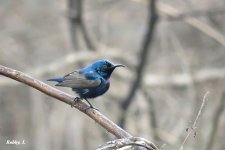 Purple Sunbird, Male.JPG