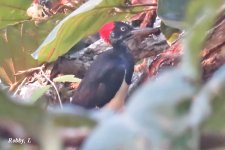 White-breasted woodpecker.JPG