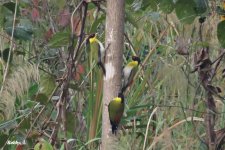 Black-headed Woodpeckers.JPG