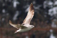 Mongolian Gull (01) - Copy.jpg