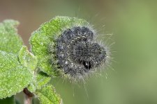 Caterpillar 2.jpg