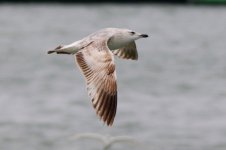 Mongolian Gull (02) - Copy.jpg