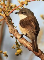 23532 Lesser Whitethroat Goa Uni 0217 Vedang Saunt.jpg