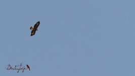 2017.04.25 Golden Eagle.JPG