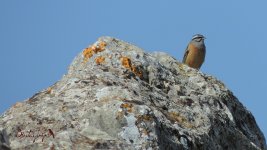 2017.04.25 Rock Bunting.JPG