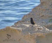 birding in cabo de gata.jpg