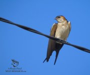 Red-rumped Swallow in spain.jpg