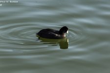 AMERICAN COOT 2017 WM RS 0002.jpg