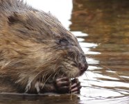 muskrat on the lake (small).jpg