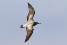 Black-tailed Gull (01) - Copy.jpg