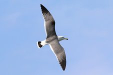 Black-tailed Gull (02) - Copy.jpg